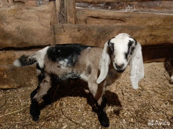 Козы дойные