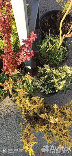 Можжевельник, ель, сосна Крымская, цветы