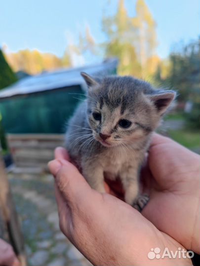 Кошки в добрые руки бесплатно