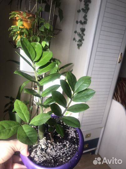 Замиокулькас