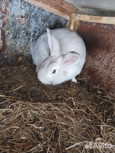 Кролики мясных пород