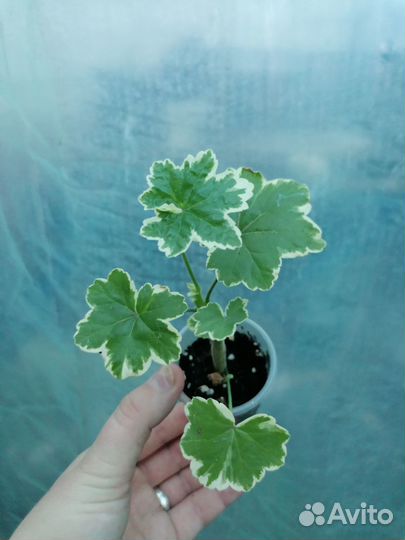 Пеларгония/герань