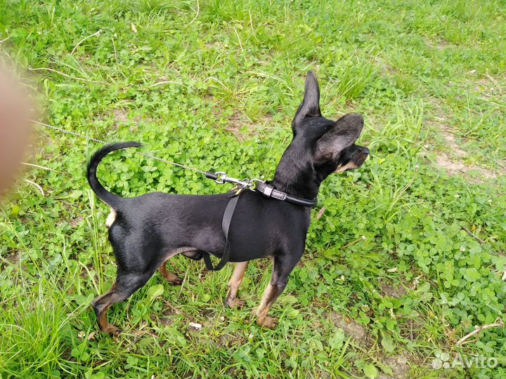 Случка собак