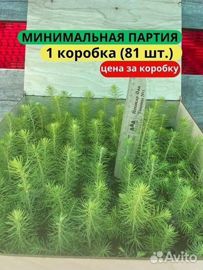 Сеянцы сосны обыкновенной зкс от производителя