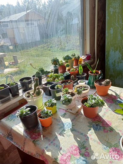 Цветы комнатные