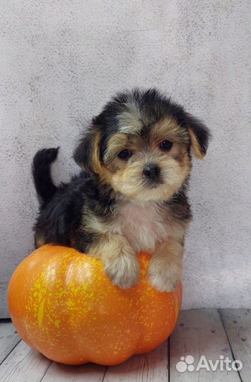 Мальтипу mini мальчик