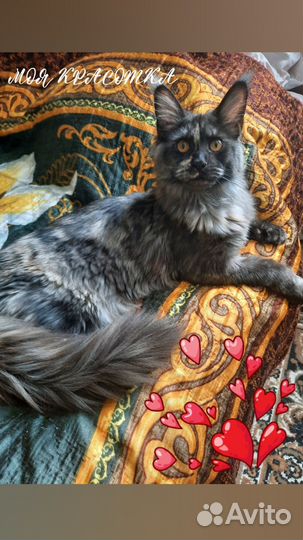 Котята мейн-кун
