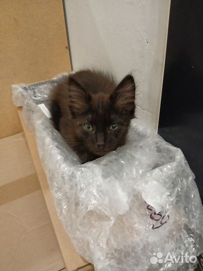 Котик в добрые руки