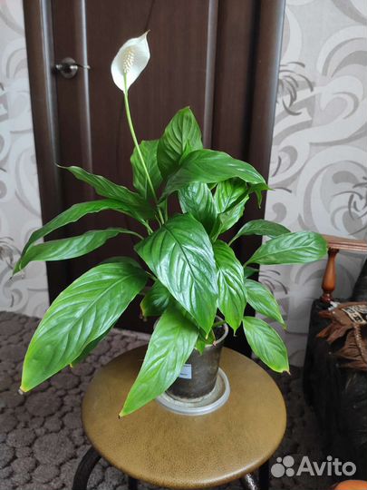 Спатифиллум цветущий