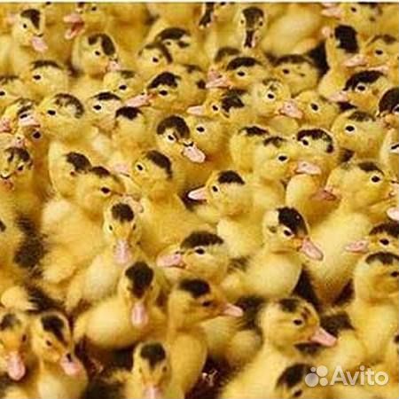 Гусята цыплята утята индюшата