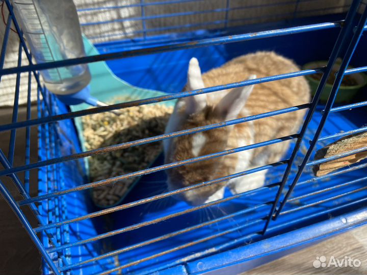 Декоративные кролики