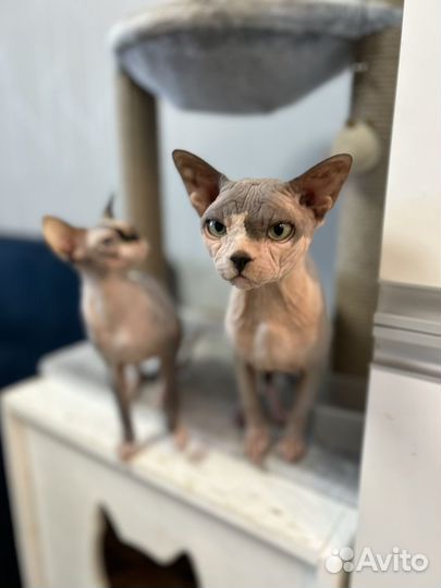 Канадский сфинкс, кот