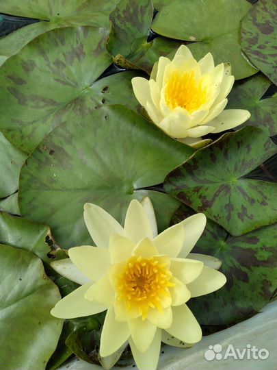 Водные лилии, нимфеи