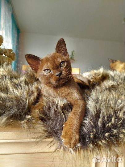 Бурманские котята