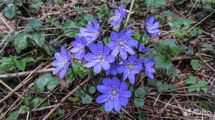 Многолетники (читайте описание)