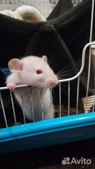 Крысята дамбо