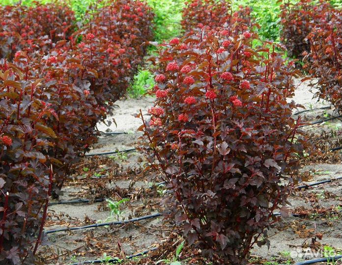 Пузыреплодник 