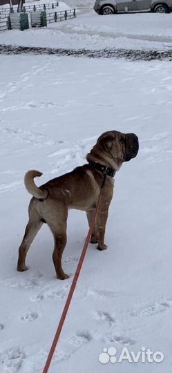 Шарпей на вязку