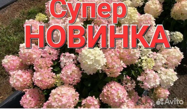 Гортензия Fire Light Tiny bit купить в Москве | Товары для дома и дачи ...