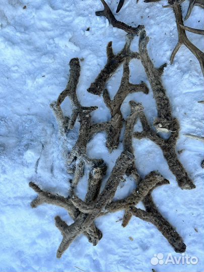 Рога косули