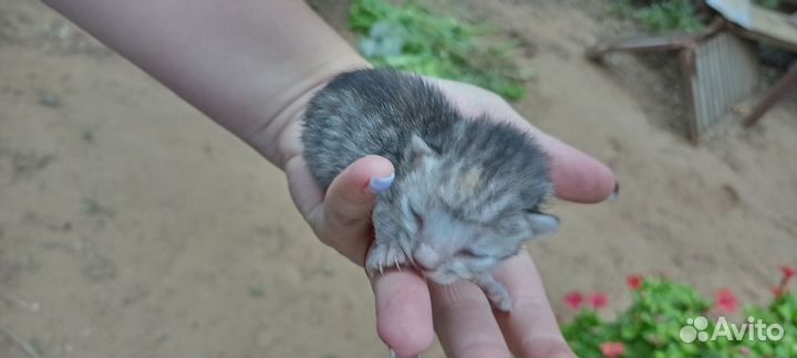 Котята родились в августе