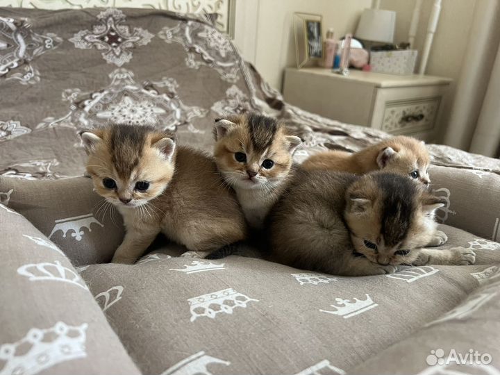 Котята бронь
