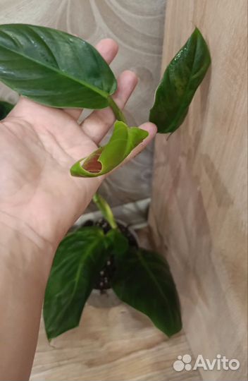 Филодендрон субхастатум, Калатея