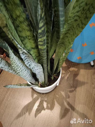 Сансевиерия щучий хвост 140 см
