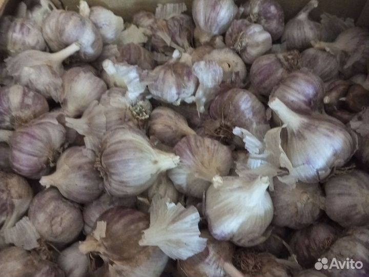 Чеснок