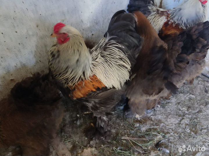 Куры брамафазаны,Петухи