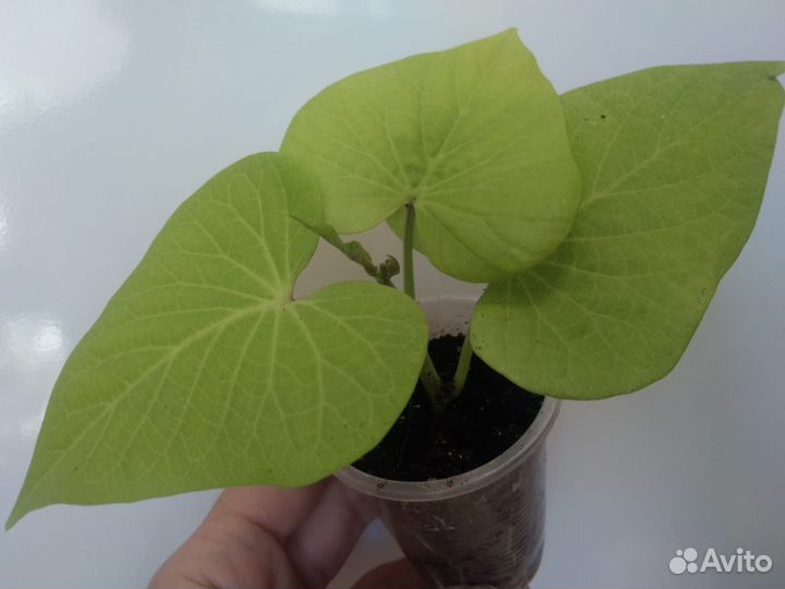 Комнатные цветы