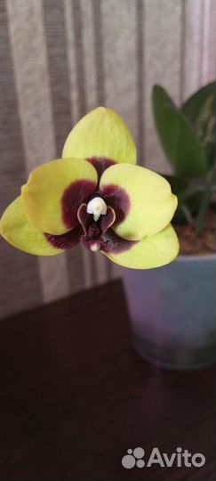 Орхидея фаленопсис