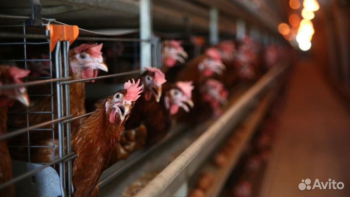 Фасовщики / Вахта в Пензу / без вычетов