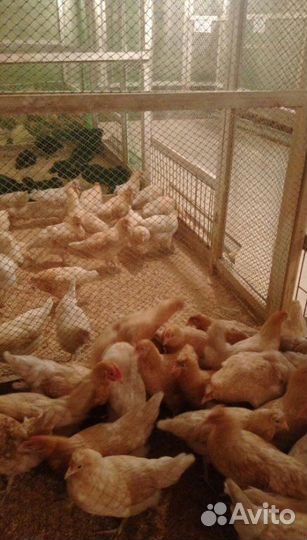 Молодка разных пород кур