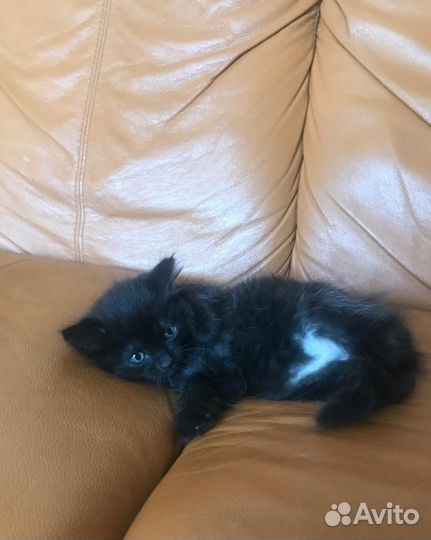 Отдам котенка в добрые руки