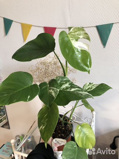 Монстера альба вариегата