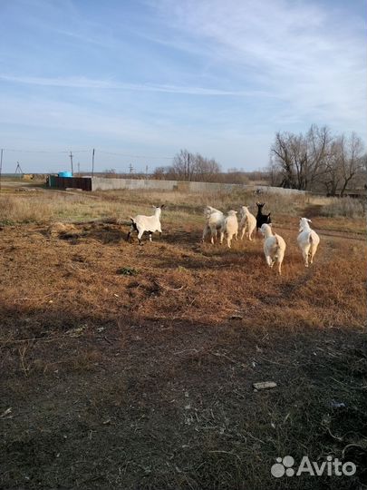 Козы дойные