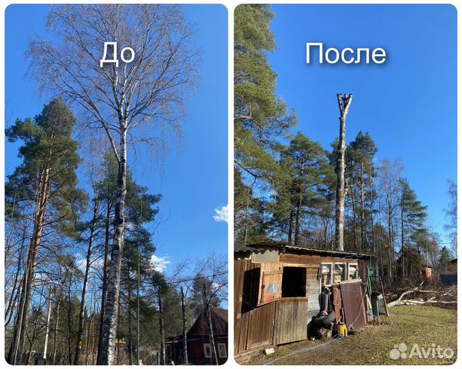 Спил деревьев