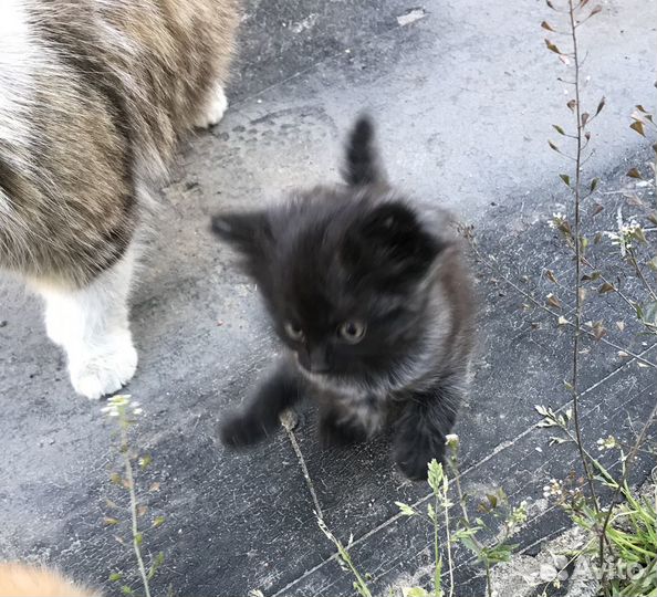 Котята в добрые руки бесплатно