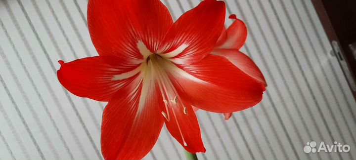 Гиппеаструм-амарилис