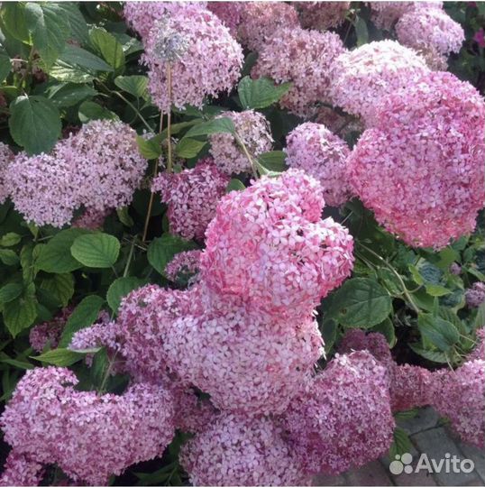Гортензия Пинк Анабель