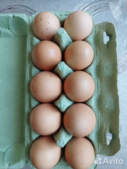 Домашние куриные яйца