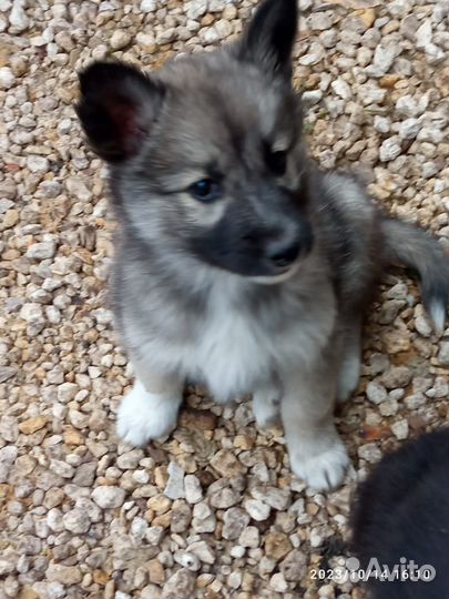 Отдам щенков в ответственные добрые руки