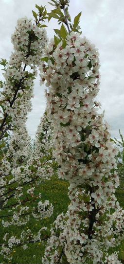 Участок 15 сот. (ИЖС)