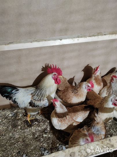 Молодые петухи