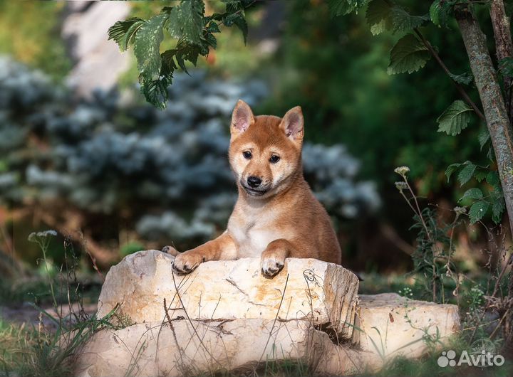 Щенки сиба ину