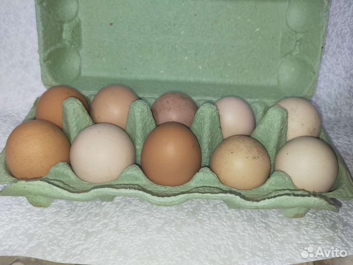 Продам петухов,селезней и яйца куриные и утиные