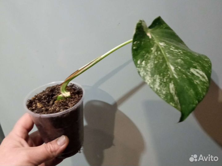 Монстера альба