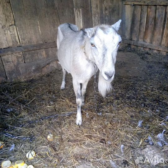 Коза дойная