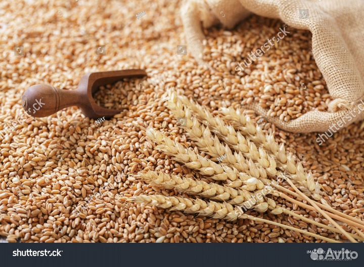 Пшеница